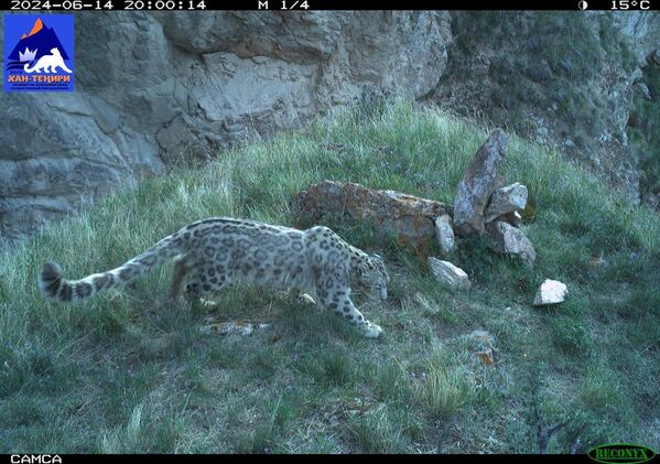 Нарындагы Хан-Теңири коругунун келберсиген ээси - Sputnik Кыргызстан