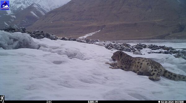 Хан-Теңирдеги жапайы илбирс. Фотокапканга түшкөн жырткыч. Кыргызстан - Sputnik Кыргызстан
