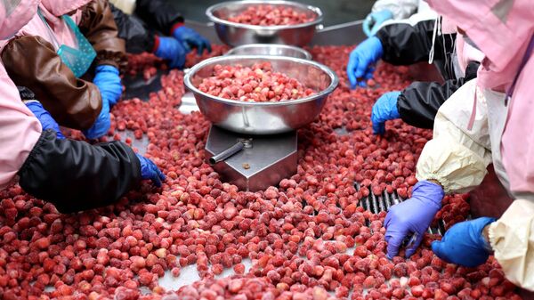 Тоңдурулган жемиштерди өндүрүүчү жайдагы жумушчулар. Архивдик - Sputnik Кыргызстан