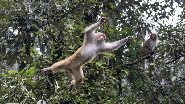 Макака прыгает с дерева. Архивное фото - Sputnik Кыргызстан