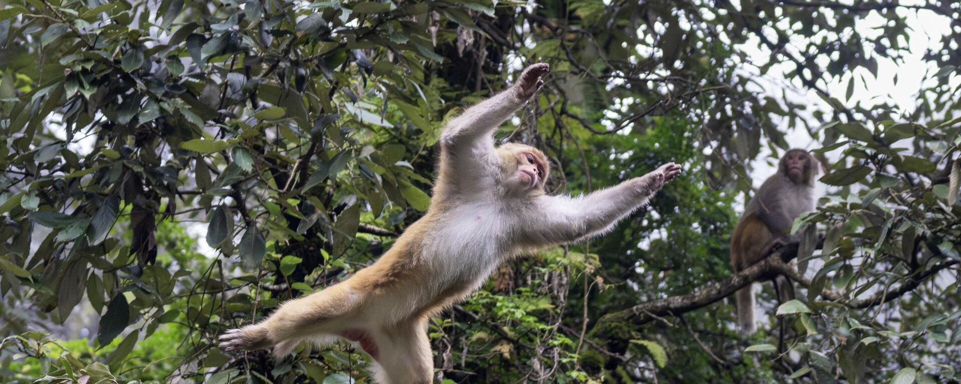 Макака прыгает с дерева. Архивное фото - Sputnik Кыргызстан, 1920, 29.10.2025