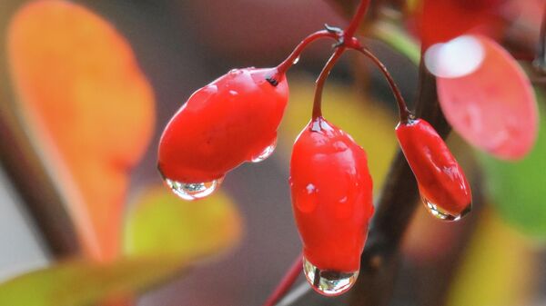 Повседневная жизнь в Москве - Sputnik Кыргызстан