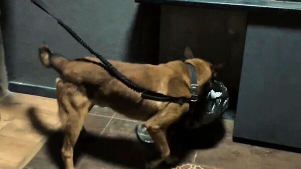 Рейд Антикино в Бишкеке - Sputnik Кыргызстан