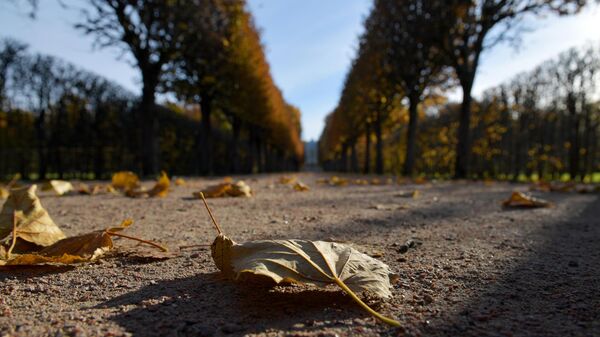 Жолдун боюндагы дарактар. Архивдик сүрөт - Sputnik Кыргызстан