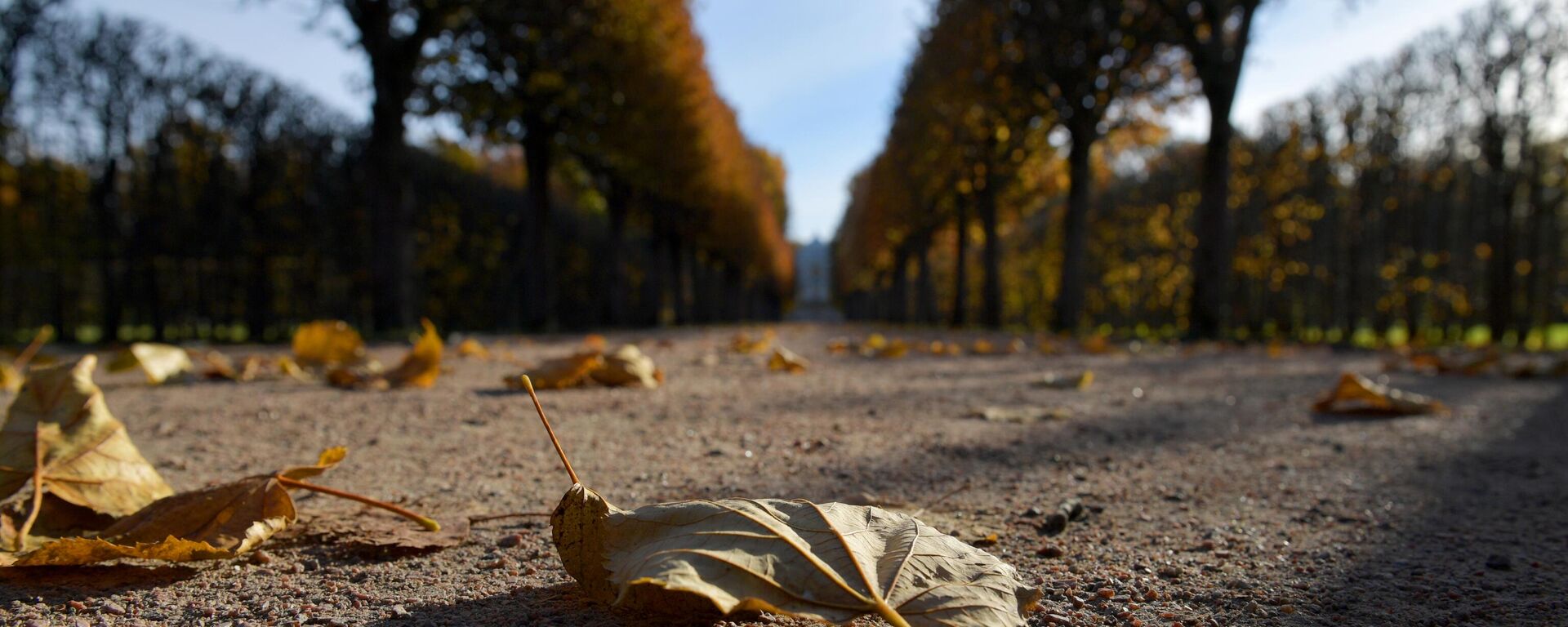 Дорога деревья. Архивное фото - Sputnik Кыргызстан, 1920, 06.12.2025