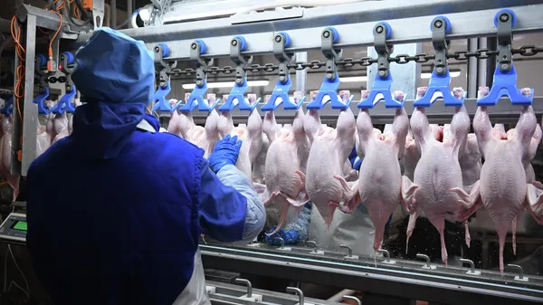 Кесүүчү бөлмөдө канаттуулар фермасынын жумушчусу. Архив - Sputnik Кыргызстан