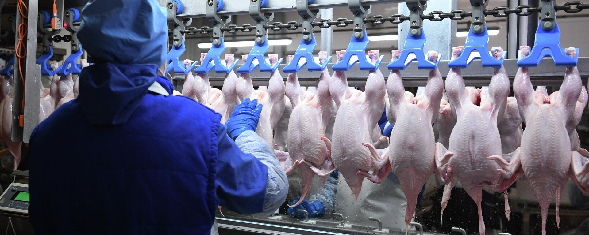 Кесүүчү бөлмөдө канаттуулар фермасынын жумушчусу. Архив - Sputnik Кыргызстан, 1920, 09.12.2025