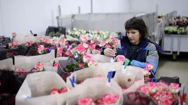 Күнөскана жумушчусу розаларга белги коюп жатат. Архив - Sputnik Кыргызстан