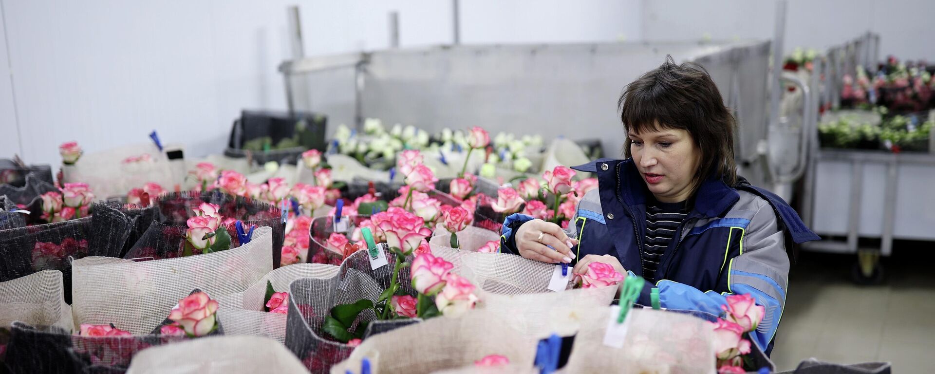 Күнөскана жумушчусу розаларга белги коюп жатат. Архив - Sputnik Кыргызстан, 1920, 17.12.2025