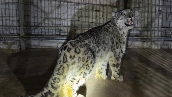 Снежный барс забрался в огород жителя Кеминского района - Sputnik Кыргызстан