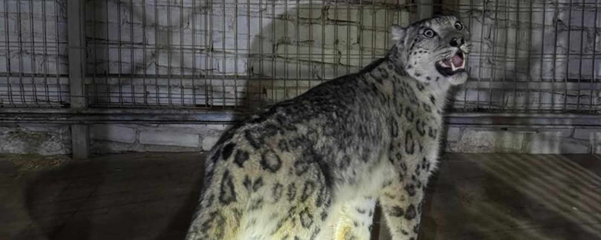 Снежный барс забрался в огород жителя Кеминского района - Sputnik Кыргызстан, 1920, 30.12.2025