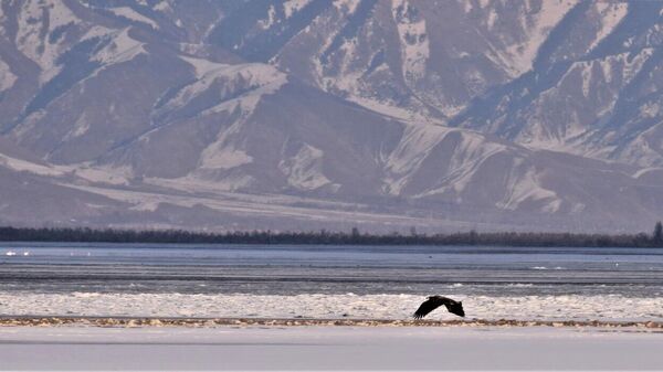 Озеро Иссык-Куль зимой - Sputnik Кыргызстан