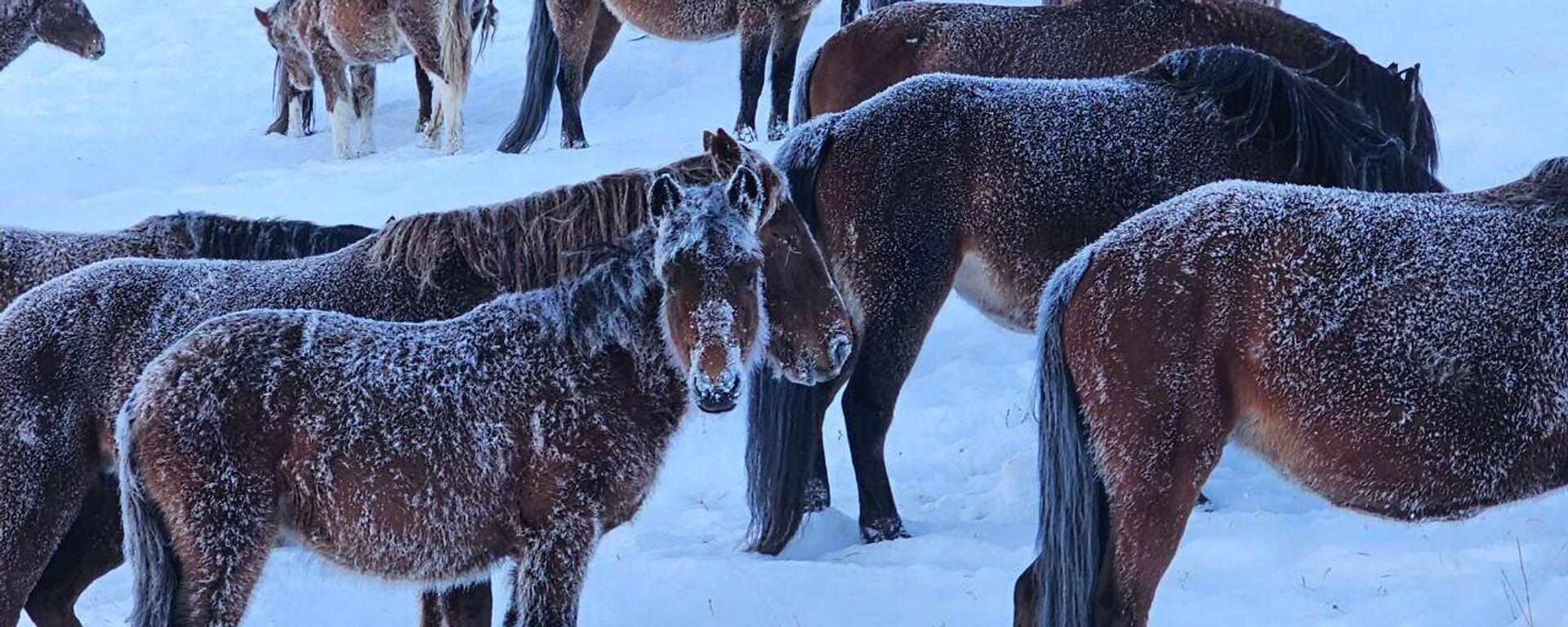 Кыргыз жылкысы - Sputnik Кыргызстан, 1920, 18.01.2026
