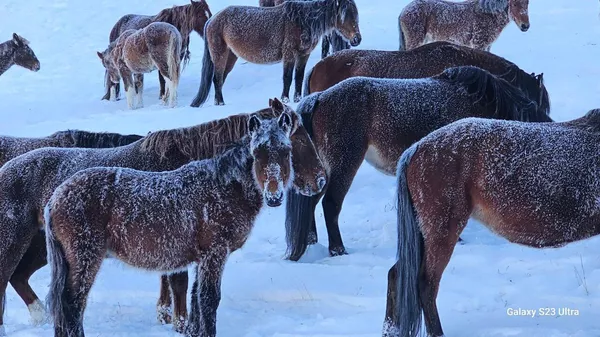 Кыргыз жылкысы - Sputnik Кыргызстан