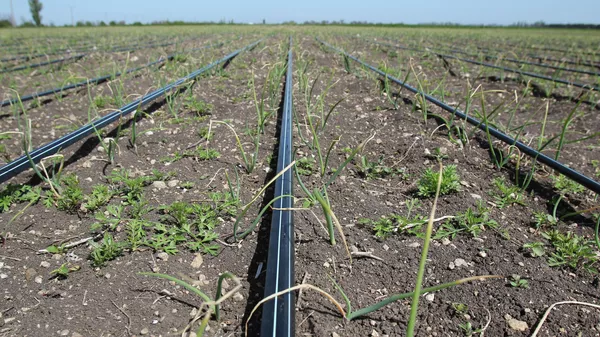 Система капельного орошения - Sputnik Кыргызстан