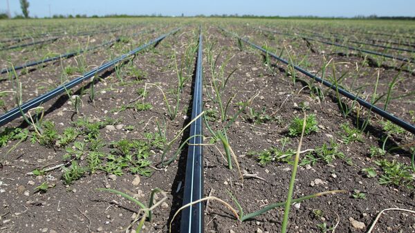 Система капельного орошения - Sputnik Кыргызстан