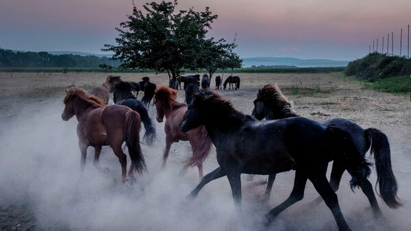 Табун лошадей - Sputnik Кыргызстан