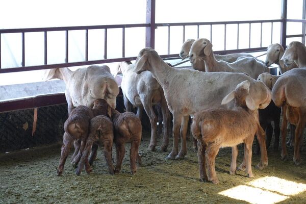 По их словам, продажа племенных овец носит селекционный характер и не оказывает влияния на внутренние цены на мясо - Sputnik Кыргызстан