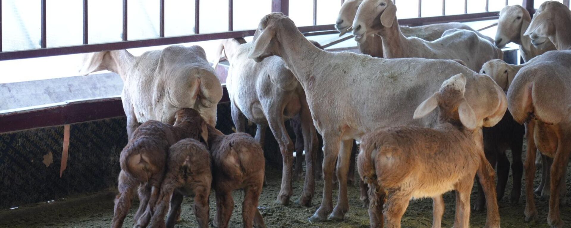 Арашан тукумундагы койлор - Sputnik Кыргызстан, 1920, 29.03.2026