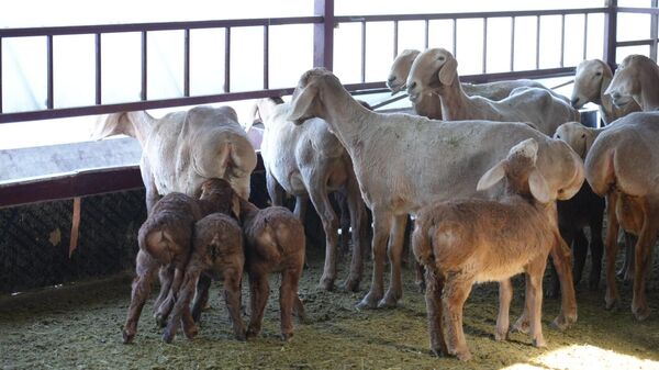 Арашан тукумундагы койлор - Sputnik Кыргызстан