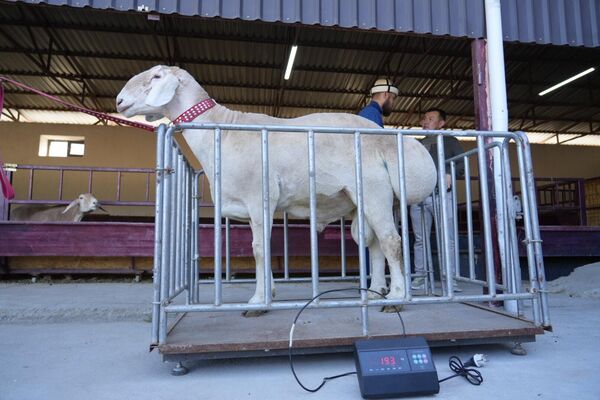 Владельцы хозяйства подняли вопрос о необходимости создания отдельных условий для реализации племенного скота в связи с временными ограничениями на экспорт мяса - Sputnik Кыргызстан