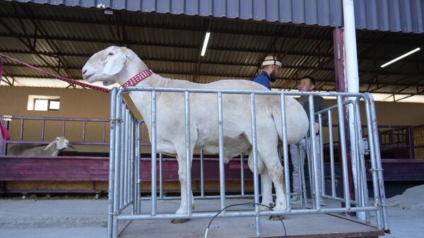 Араш кою - Sputnik Кыргызстан