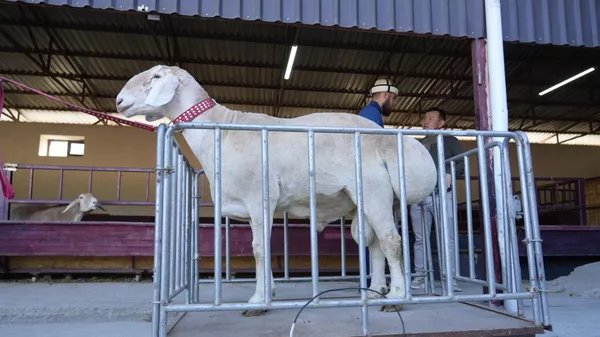 Араш кою - Sputnik Кыргызстан