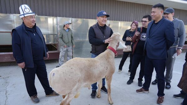 Баран породы арашан (Кыргызстан) - Sputnik Кыргызстан