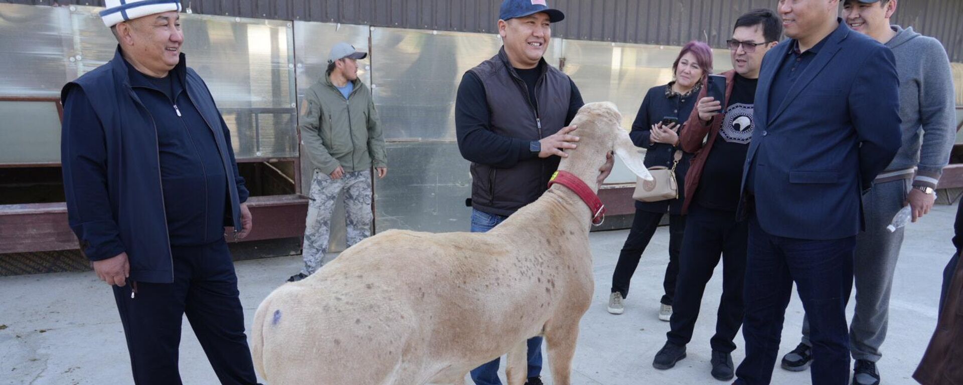 Баран породы арашан (Кыргызстан) - Sputnik Кыргызстан, 1920, 29.03.2026