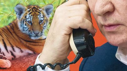 "Нам позвонили из Кремля": как звонок Путина спас жизнь тигренку