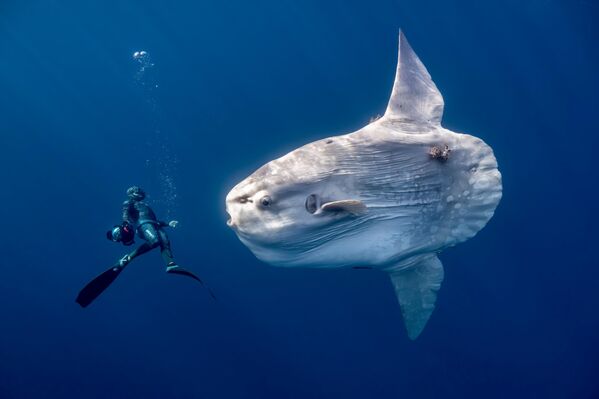 Гигантская рыба-солнце (Mola mola) скользит в прозрачных водах у полуострова Нижняя Калифорния в Мексике. Эту рыбу еще называют рыбой-луной. Она часто лежит на боку у самой поверхности воды, подставляя тело солнечным лучам. Ученые считают, что так она может регулировать температуру тела после погружения в холодную глубину.Снимок Аниты Верде.  - Sputnik Кыргызстан