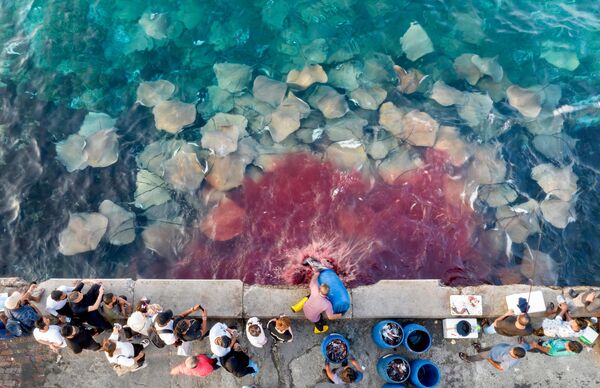 Фотограф Лу Миньцян снял с дрона рыбный рынок в Мале. На фото рыбак высыпает в море рыбные отходы из бочки, а внизу собирается стая скатов.  - Sputnik Кыргызстан