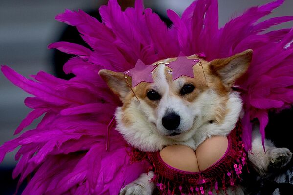Собака породы корги на показе мод на международном мероприятии Corgi Race Vilnius 2026 в Вильнюсе (Литва) - Sputnik Кыргызстан