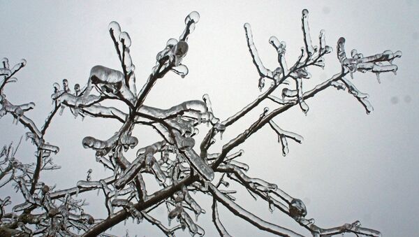 Замерзшие ветви дерева. Архивное фото - Sputnik Кыргызстан