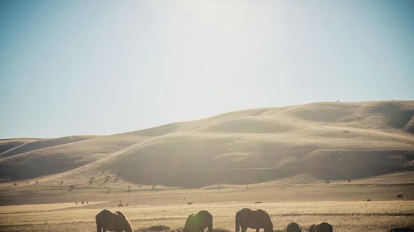 Жайлоодогу жылкылар. Архив - Sputnik Кыргызстан