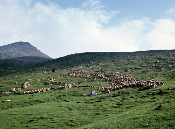 Архив: Отара овец - Sputnik Кыргызстан