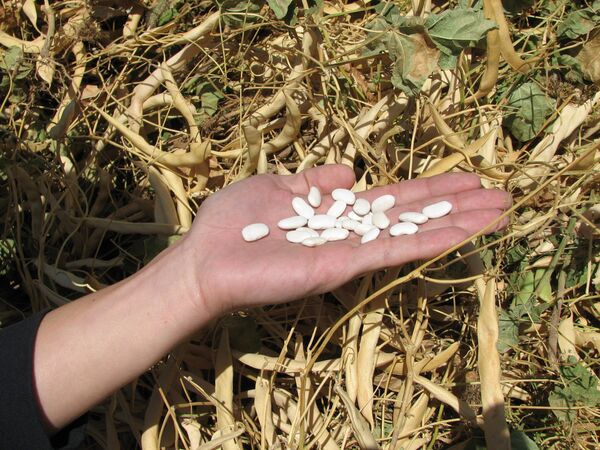 Урожай фасоля в Таласе. Архивное фото - Sputnik Кыргызстан