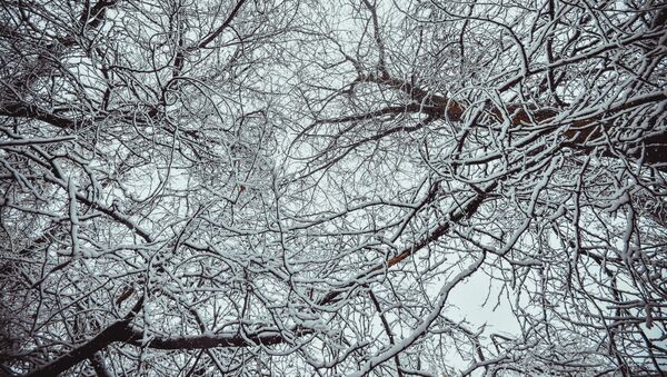 Первые картинки настоящей зимы в Бишкеке - Sputnik Кыргызстан
