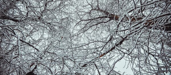 Дарактагы кар. Архив - Sputnik Кыргызстан