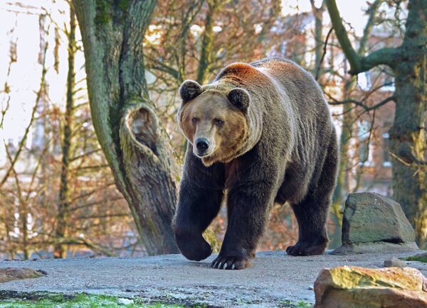 Архив: медведи в Калининградском зоопарке - Sputnik Кыргызстан