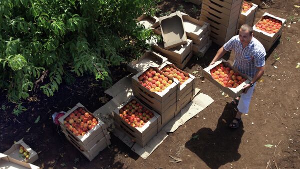 Сбор урожая персиков. Архивное фото - Sputnik Кыргызстан