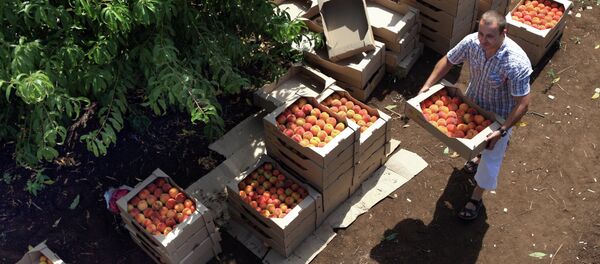 Шабдалы түшүмүн чогултуу. Архив - Sputnik Кыргызстан