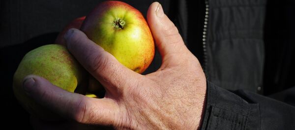 Алма кармаган киши. Архив - Sputnik Кыргызстан