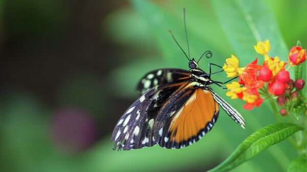 Бабочка на цветке - Sputnik Кыргызстан