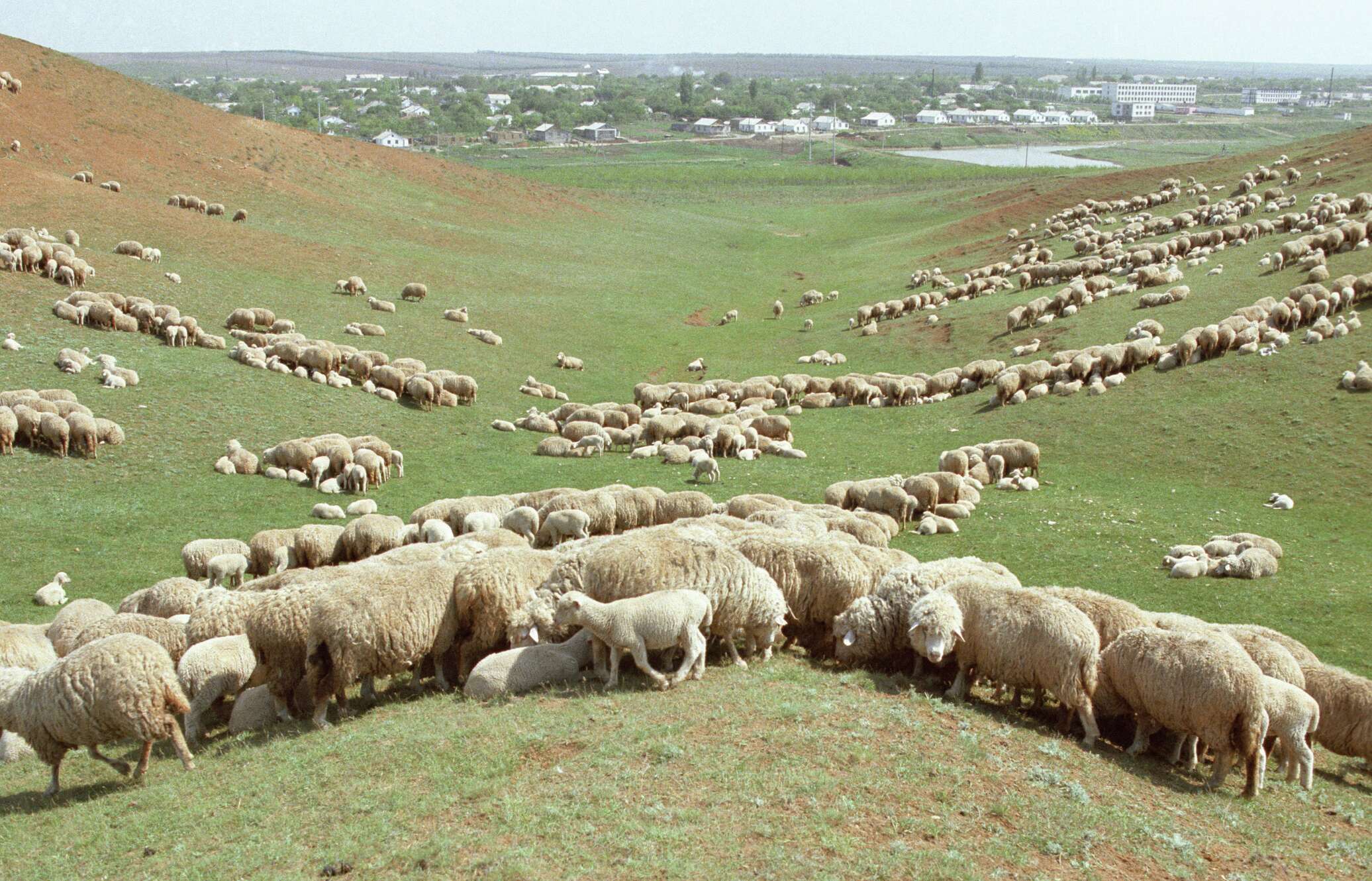 Хозяйство киргизии. Сельское хозяйство Узбекистана животноводство. Отара овец Эдильбаевской породы ферма. Тонкорунные овцы Киргизии. Перевыпас скота в Калмыкии.