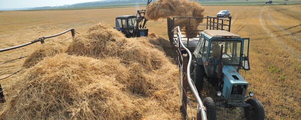 Архив: заготовка сена и зеленой массы Архив: заготовка сена и зеленой массы - Sputnik Кыргызстан