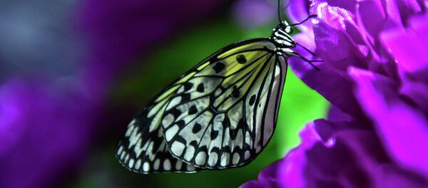 Көпөлөк. Архив Көпөлөк. Архив - Sputnik Кыргызстан