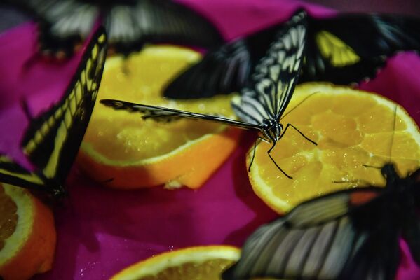 Выставка тропических бабочек - Sputnik Кыргызстан