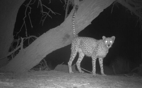 Экологи сфотографировали сахарского гепарда, редчайшую кошку Африки - Sputnik Кыргызстан