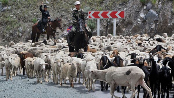 Мальчики на конях перегоняют отару овец через дорогу. Архивное фото - Sputnik Кыргызстан